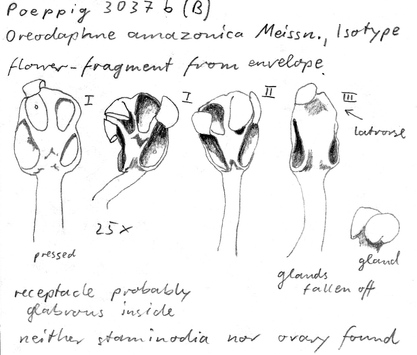 Vorschaubild Oreodaphne amazonica Meisn.